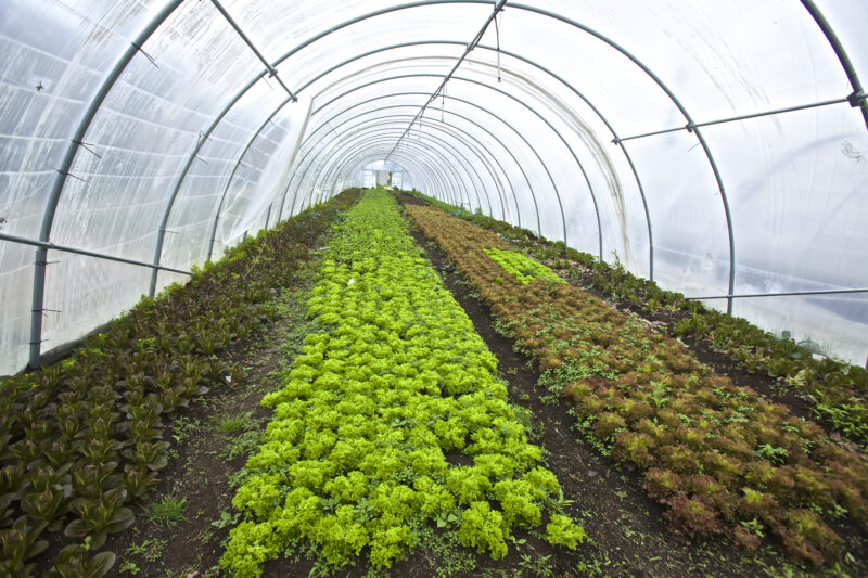 Urban Agriculture | Baltimore Office of Sustainability